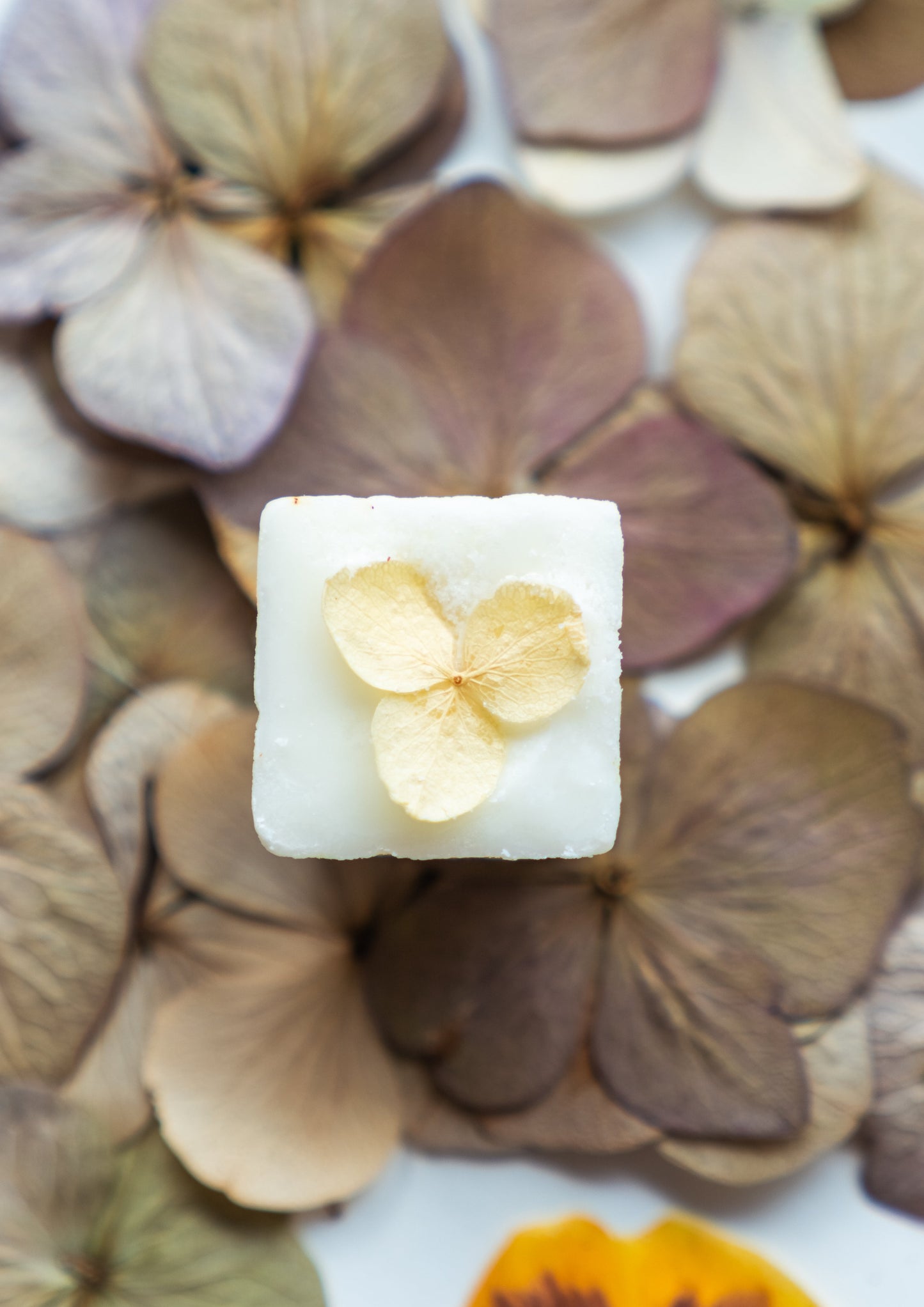 soy melts or wax tarts in penelope fragrance