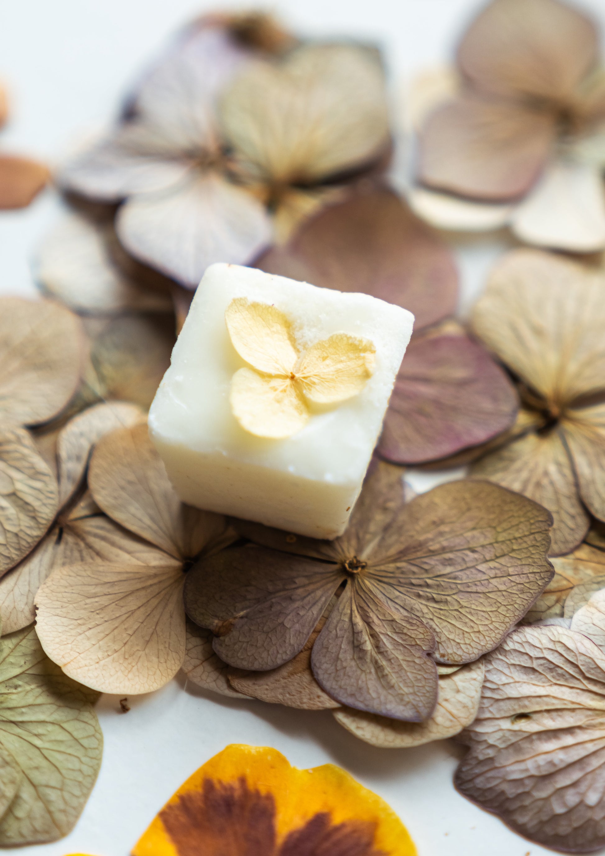 soy melts or wax tarts in penelope fragrance